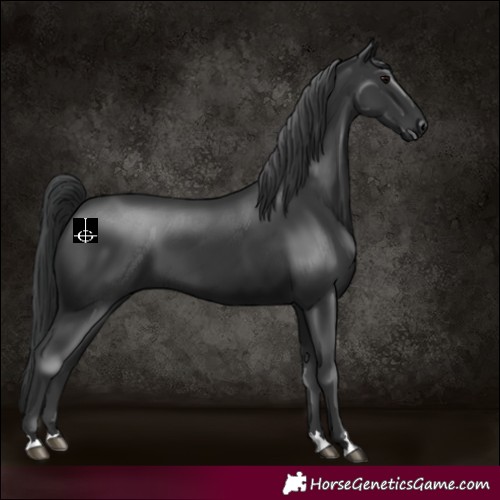 Horse Color:Black 