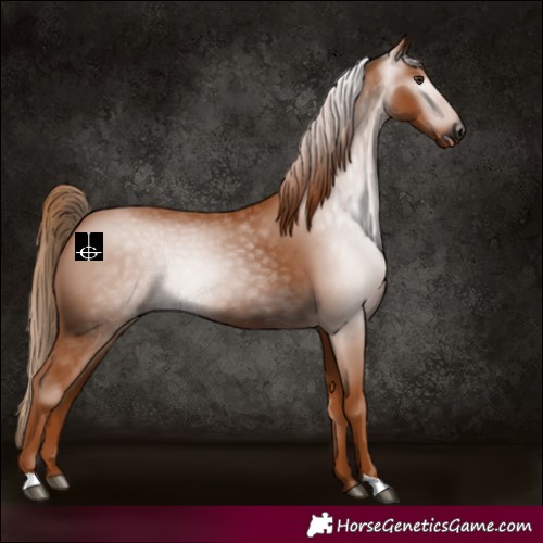 Horse Color:Gray Chestnut 