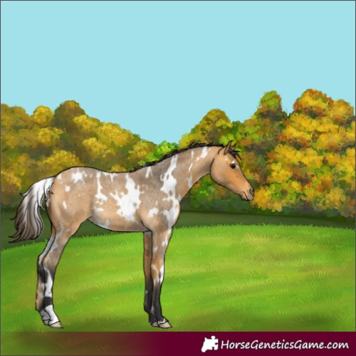 Horse Color:White Spotted Buckskin Roan 