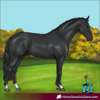 Horse Color:Black 