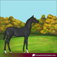 Horse Color:Black 