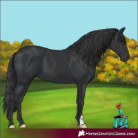 Horse Color:Black 
