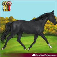 Horse Color:Black 