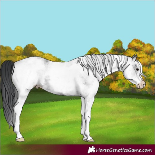 Horse Color:White Spotted Black 