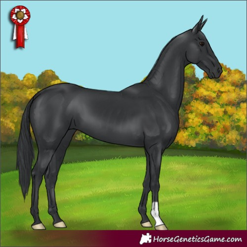 Horse Color:Black 