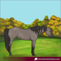 Horse Color:Smoky Grullo