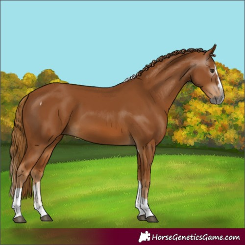 Horse Color:Gray Chestnut Splash Tobiano 