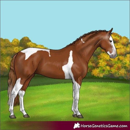 Horse Color:Gray Chestnut Splash Tobiano 