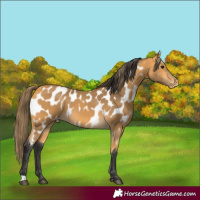 Horse Color:Buckskin Near Leopard 