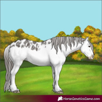 Horse Color:Liver Chestnut Sabino Splash Near Leopard 