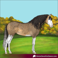 Horse Color:Buckskin Dun Splash