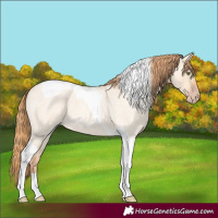Horse Color:Gold Champagne Roan Dun Tobiano 