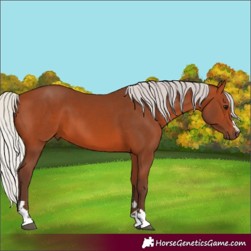Horse Color:Silver Bay 