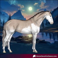 Horse Color:Liver Red Dun Splash Rabicano 