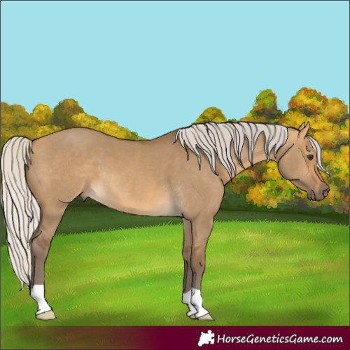Horse Color:Silver Buckskin Dun 