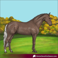 Horse Color:Silver Black