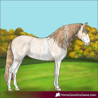 Horse Color:Gold Champagne Roan Sabino