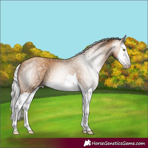 Horse Color:Gray Silver Amber Champagne Splash 