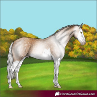 Horse Color:Gray Silver Amber Champagne Splash 
