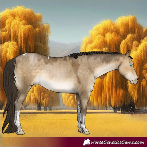 Horse Color:Gray Buckskin Pearl Dun Sabino Tobiano Rabicano 