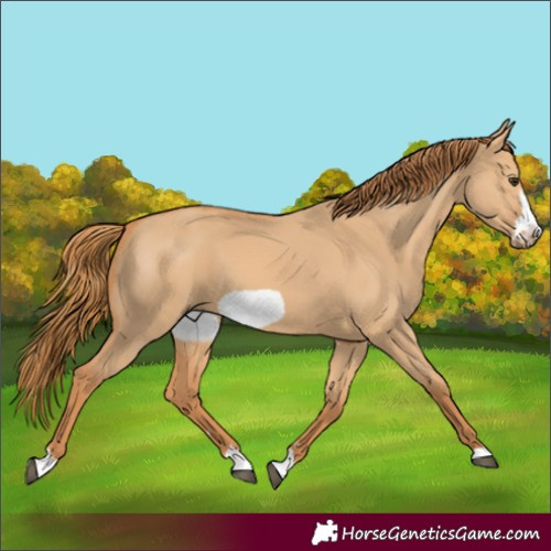 Horse Color:Red Dun Frame 