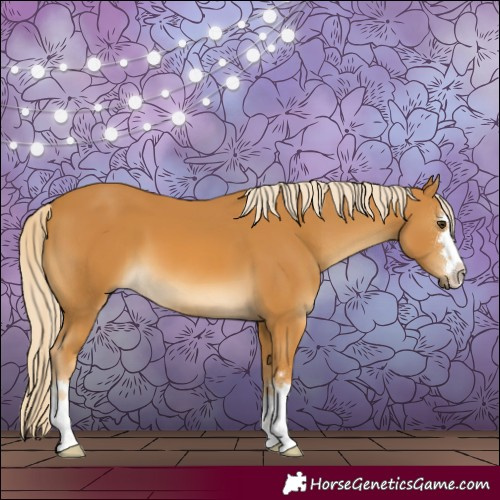 Horse Color:Palomino 
