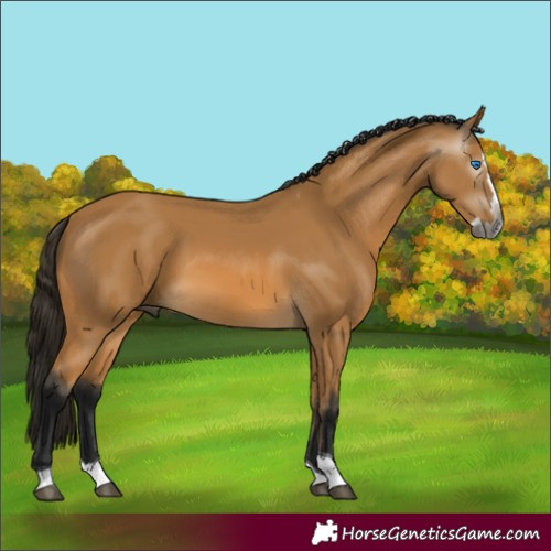 Horse Color:Gray Buckskin Splash Tobiano 