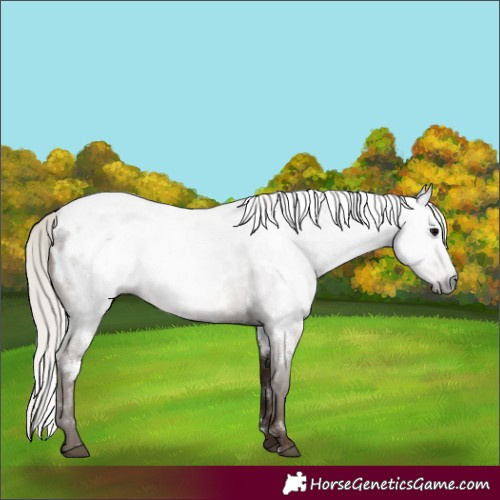 Horse Color:Gray White Spotted Silver Black Blanket 