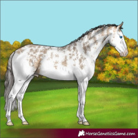 Horse Color:Buckskin Dun Sabino Splash 