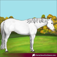 Horse Color:Brown Dun Sabino Rabicano Brindle 