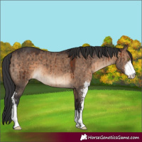 Horse Color:Brown Dun Sabino Brindle 
