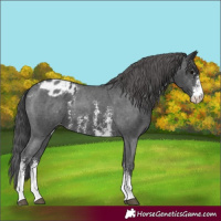 Horse Color:Black Sabino Appaloosa 