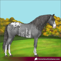 Horse Color:Black Sabino Appaloosa