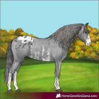 Horse Color:Black Sabino Appaloosa