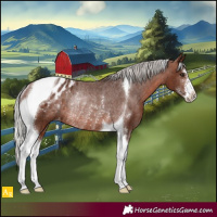 Horse Color:Silver Brown Sabino Tobiano Appaloosa Rabicano 