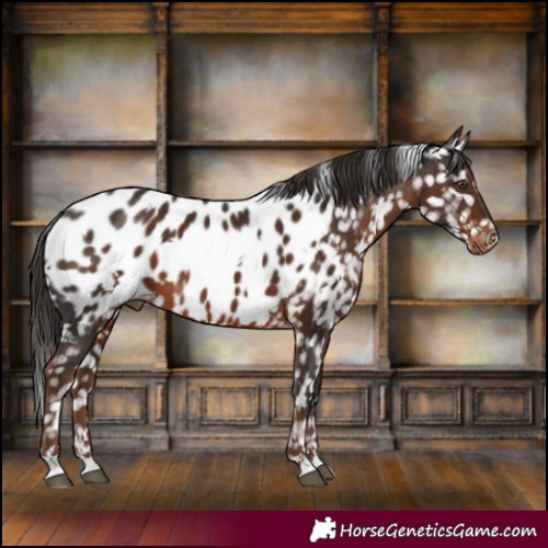 Horse Color:White Spotted Liver Chestnut Near Leopard 