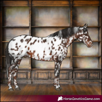 Horse Color:White Spotted Liver Chestnut Near Leopard 