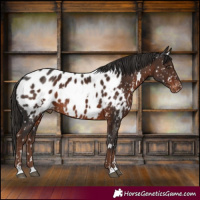 Horse Color:White Spotted Liver Chestnut Near Leopard 