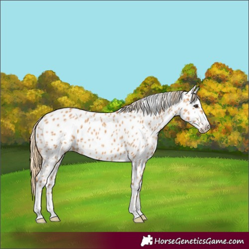 Horse Color:Chestnut Near Leopard 