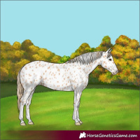 Horse Color:Chestnut Near Leopard 
