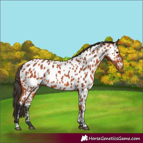 Horse Color:Bay Appaloosa 