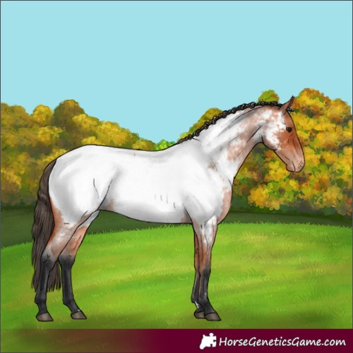 Horse Color:Bay Roan Appaloosa