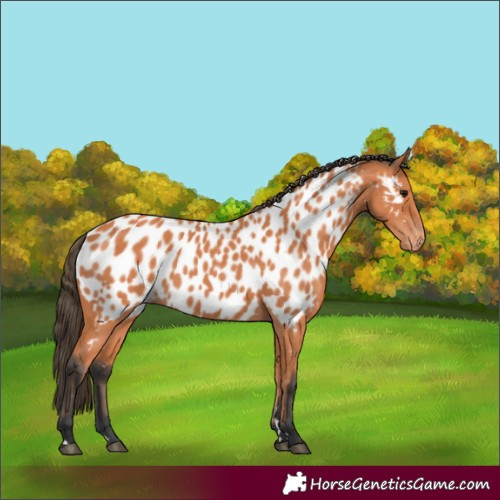 Horse Color:Bay Appaloosa