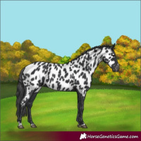 Horse Color:Black Appaloosa 