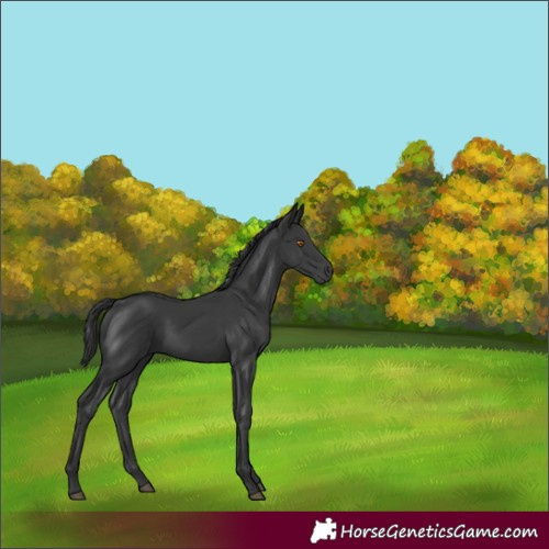 Horse Color:Black 