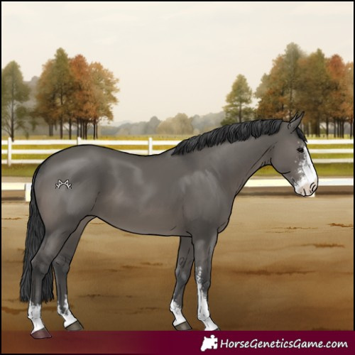 Horse Color:Grullo Sabino 