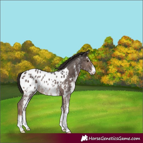 Horse Color:Liver Chestnut Sabino Appaloosa 