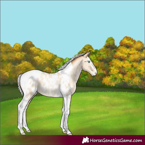 Horse Color:Silver Buckskin Pearl Dun Splash Tobiano Near Leopard 