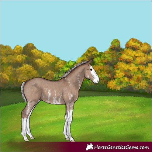 Horse Color:Silver Grullo Sabino Splash Varnish 