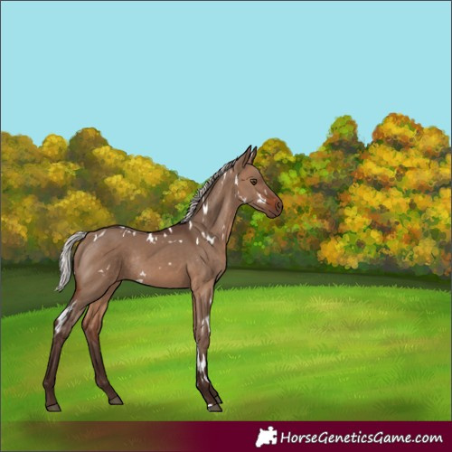 Horse Color:White Spotted Silver Brown Dun Rabicano 